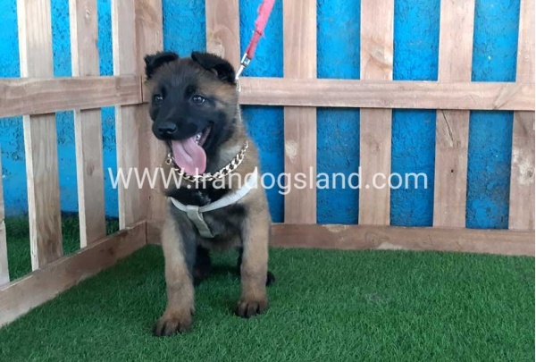 --malinois-64_3