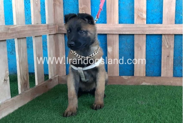 --malinois-64_4