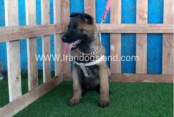 --malinois-64_5
