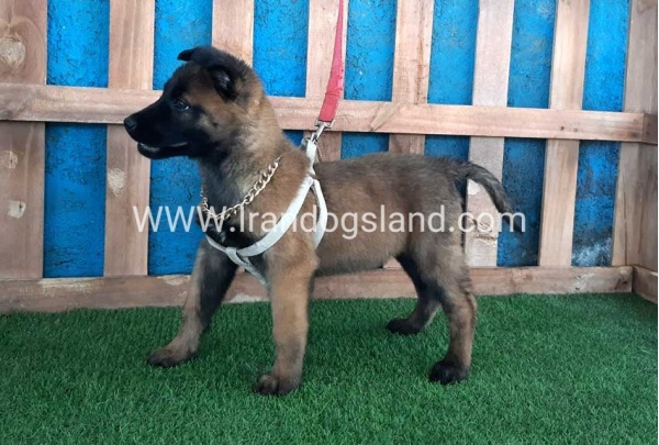 --malinois-64_6