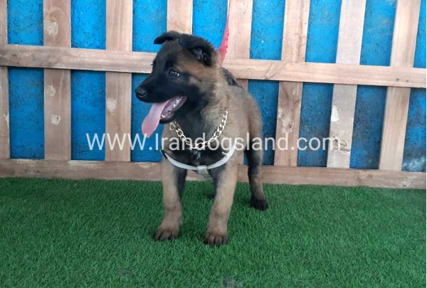 --malinois-64_7