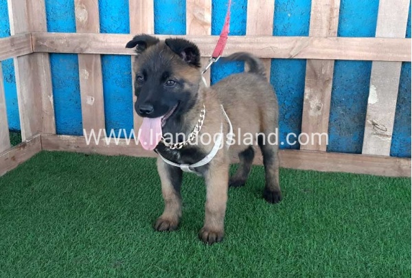 --malinois-64_8