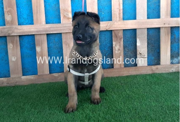 --malinois-64_9