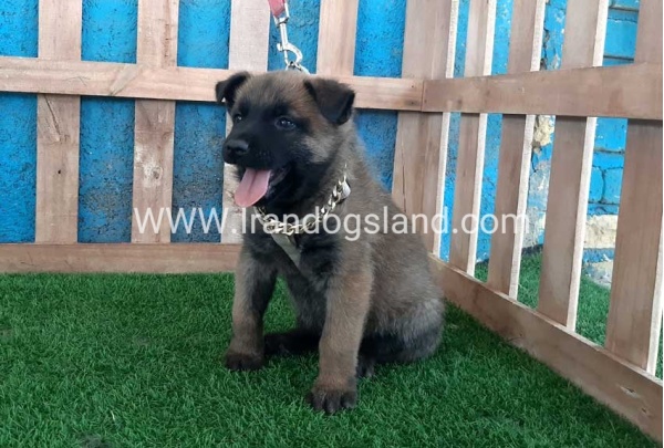 --malinois-66_1