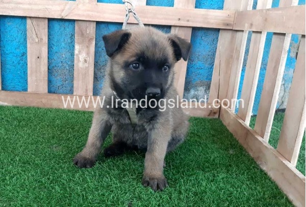 --malinois-66_2