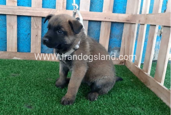 --malinois-66_3