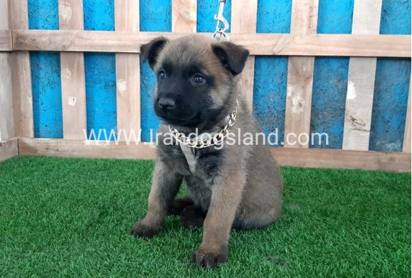 --malinois-66_4