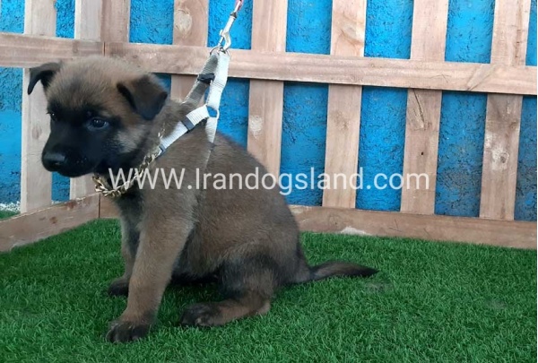 --malinois-66_5