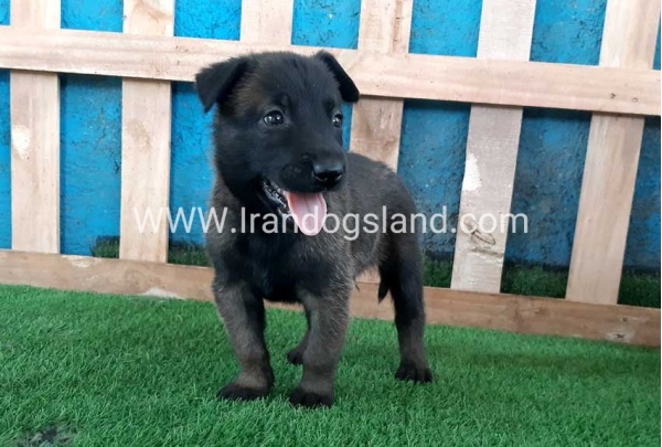 --malinois-67_1