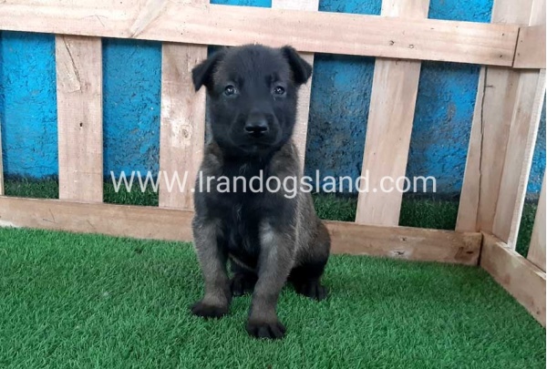--malinois-67_10
