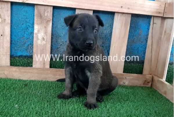 --malinois-67_11