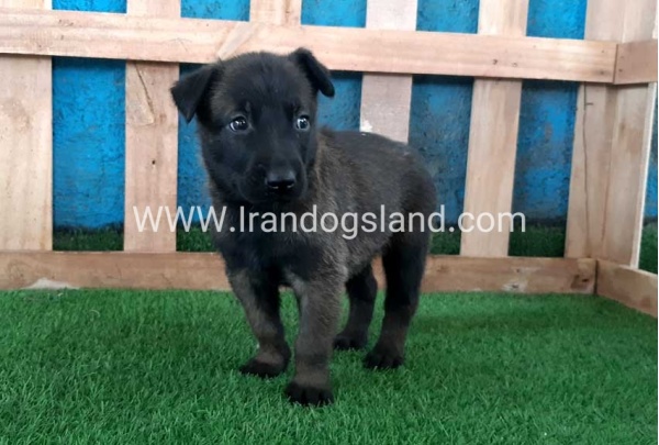 --malinois-67_12