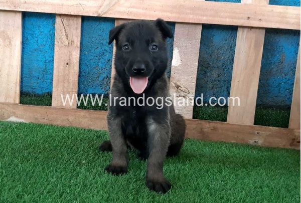 --malinois-67_2