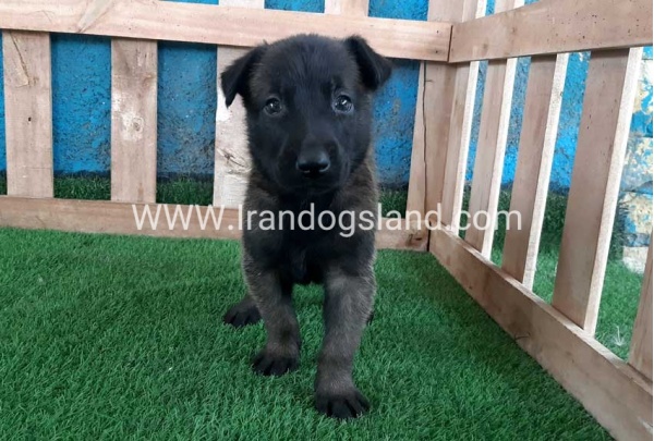 --malinois-67_3