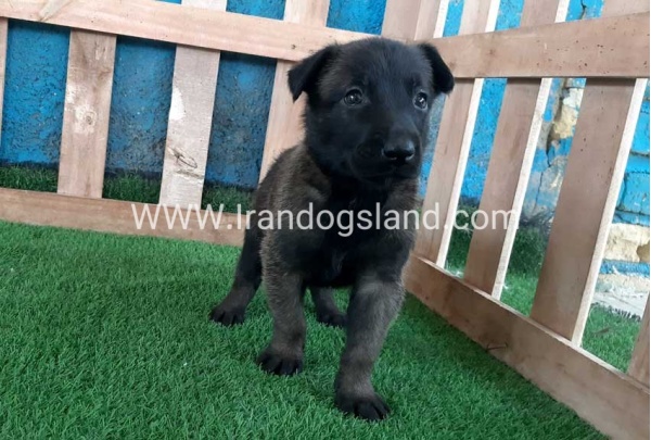 --malinois-67_4