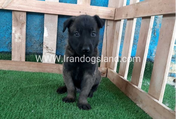 --malinois-67_5