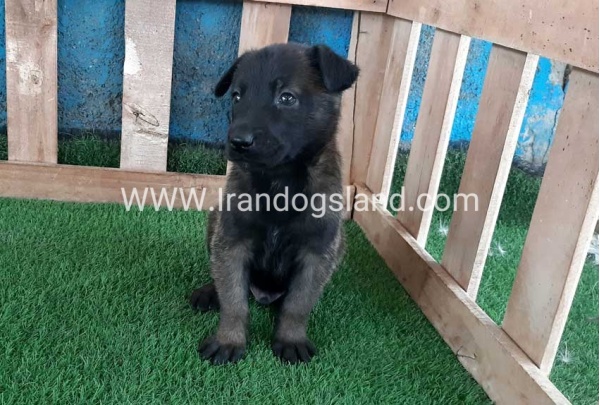 --malinois-67_6