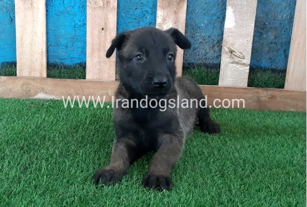 --malinois-67_7