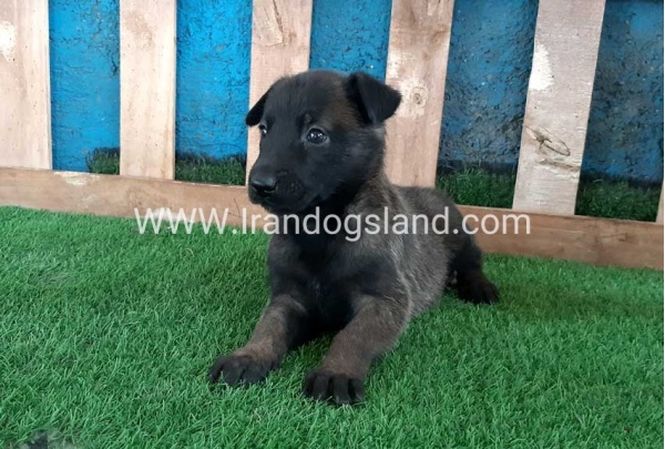 --malinois-67_8