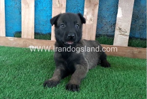 --malinois-67_9