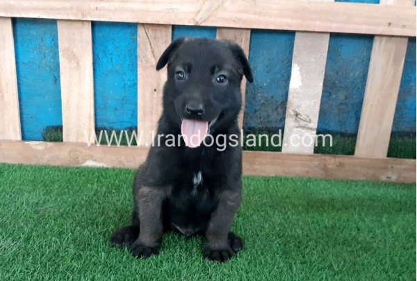 --malinois-69_2