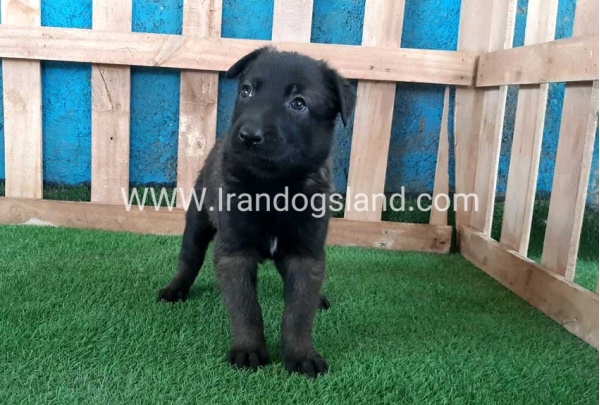 --malinois-69_3