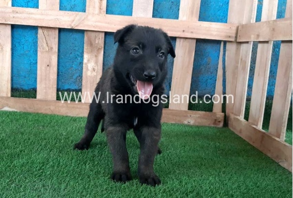 --malinois-69_4