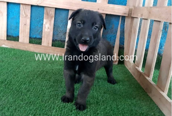 --malinois-69_7