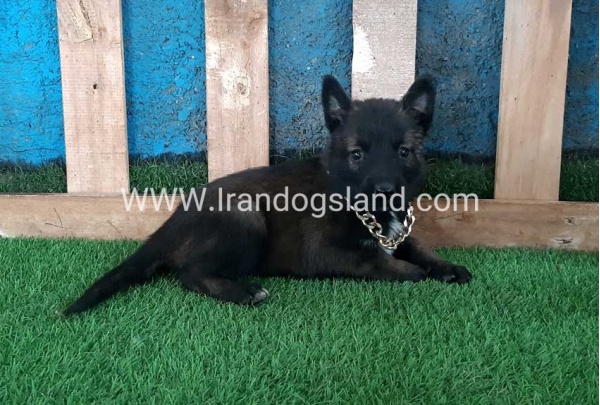 --malinois-70_1