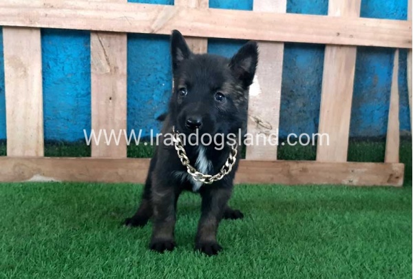 --malinois-70_10