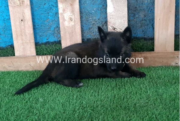 --malinois-70_12