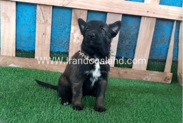 --malinois-70_3