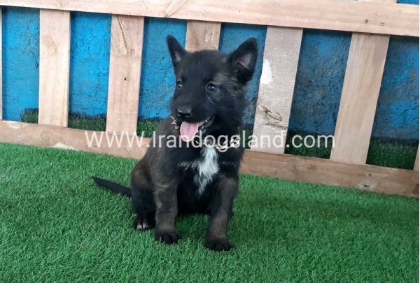 --malinois-70_4