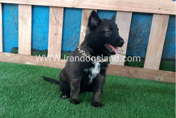 --malinois-70_5