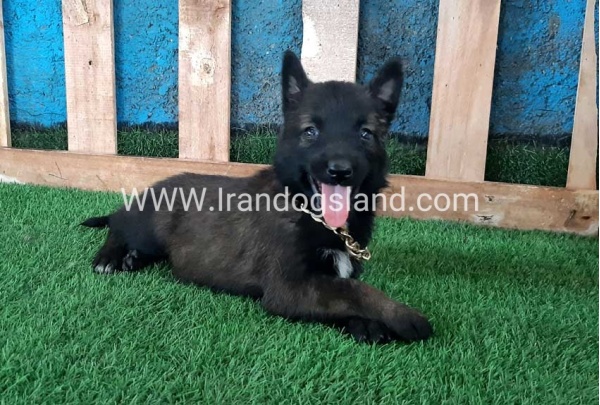 --malinois-70_7