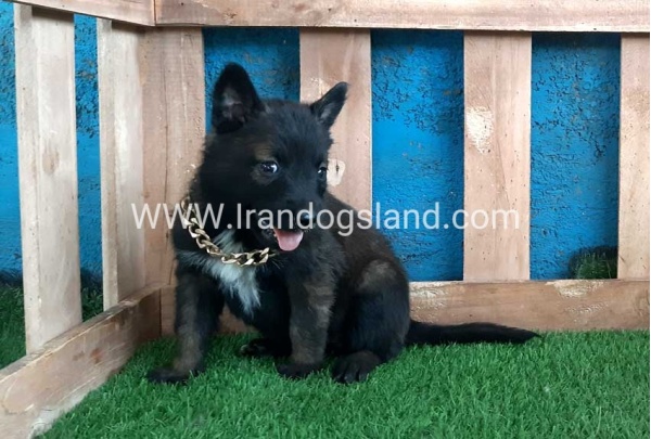 --malinois-70_9