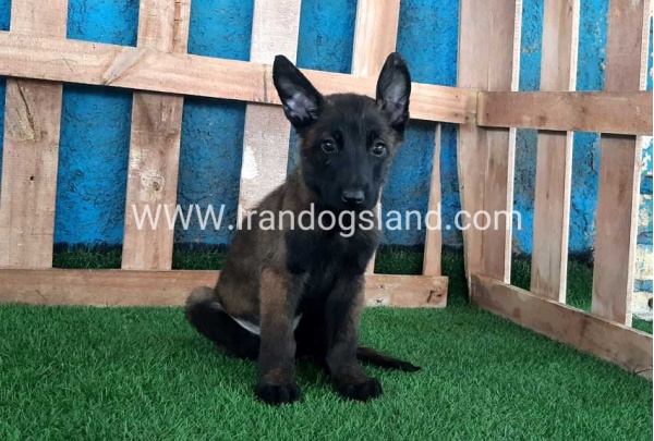 --malinois-71_1