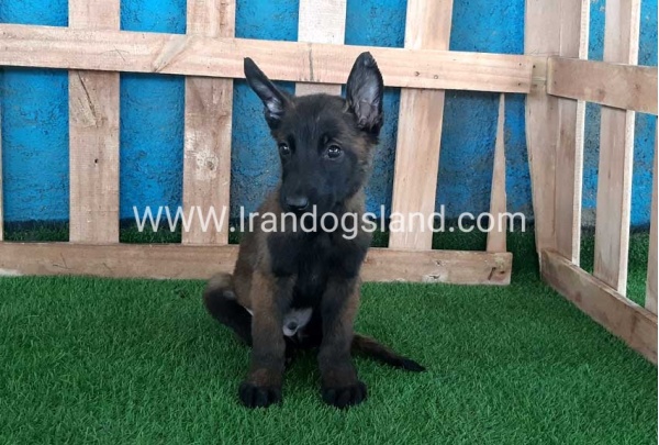 --malinois-71_10