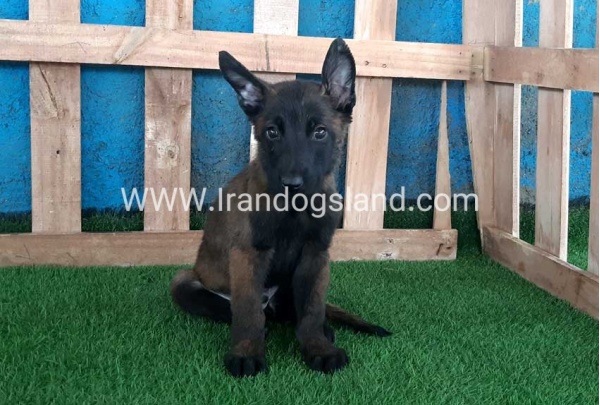 --malinois-71_2