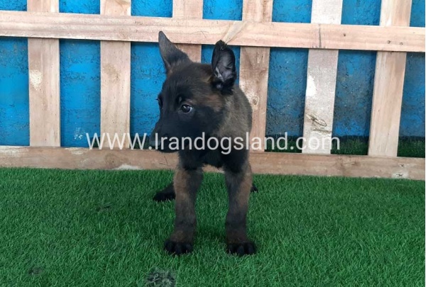 --malinois-71_3