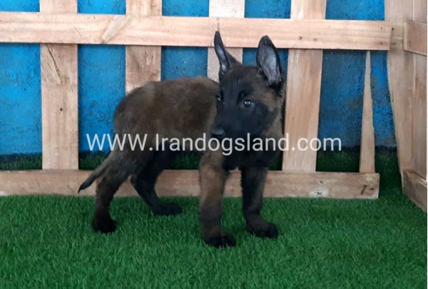 --malinois-71_4