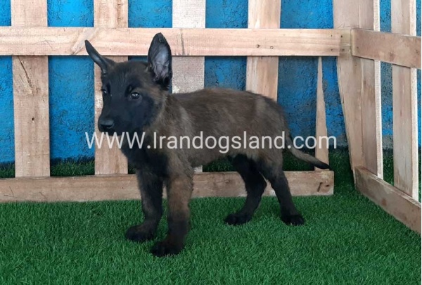 --malinois-71_5