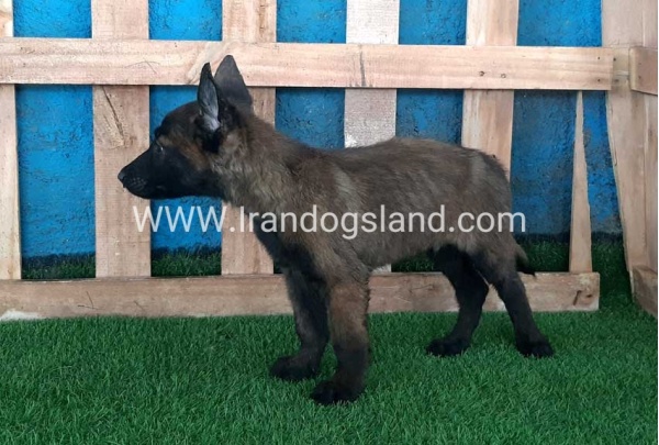 --malinois-71_6