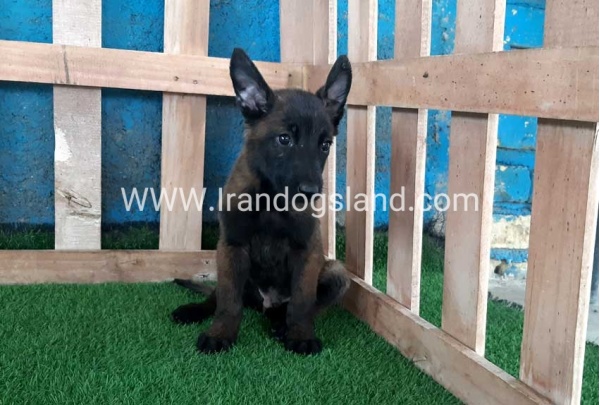 --malinois-71_8
