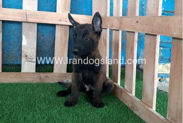 --malinois-71_9