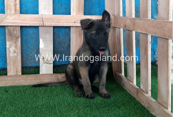 --malinois-72_1