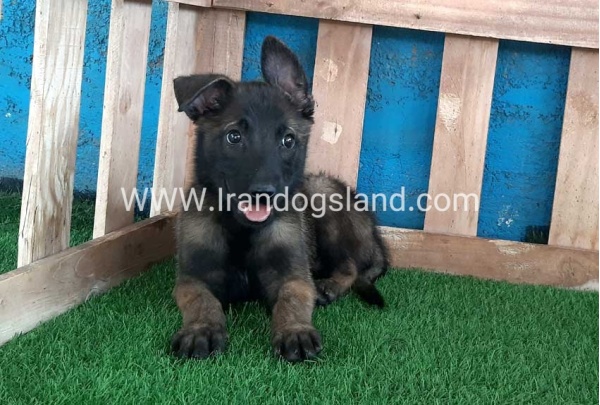 --malinois-72_2