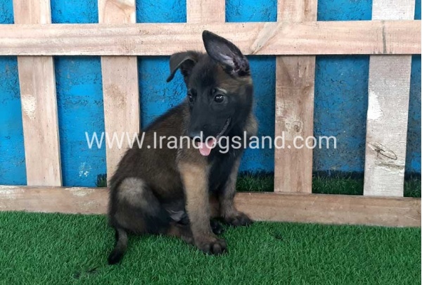 --malinois-72_3