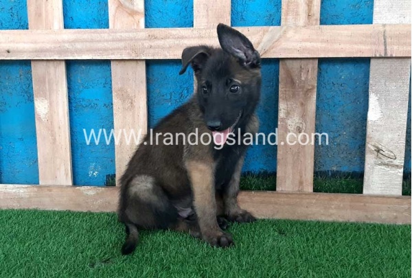 --malinois-72_4