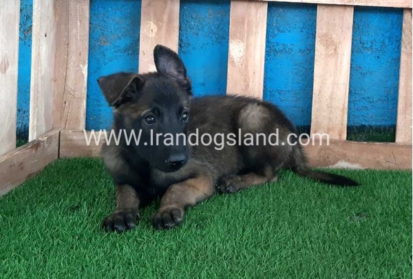 --malinois-72_5